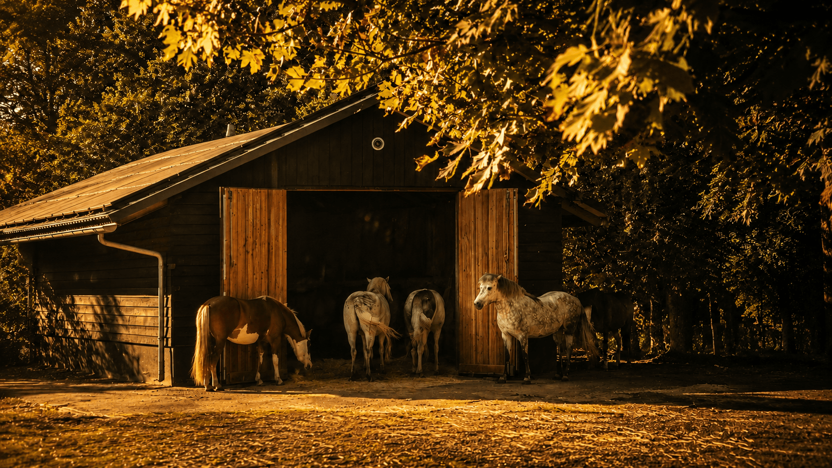Horses stand together at the open barn door among golden autumn trees