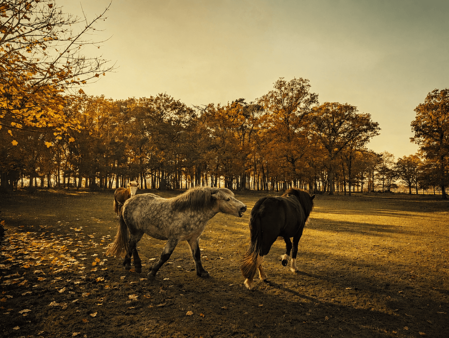 Three horses in a golden pasture; two walk side by side, their heads turned towards each other