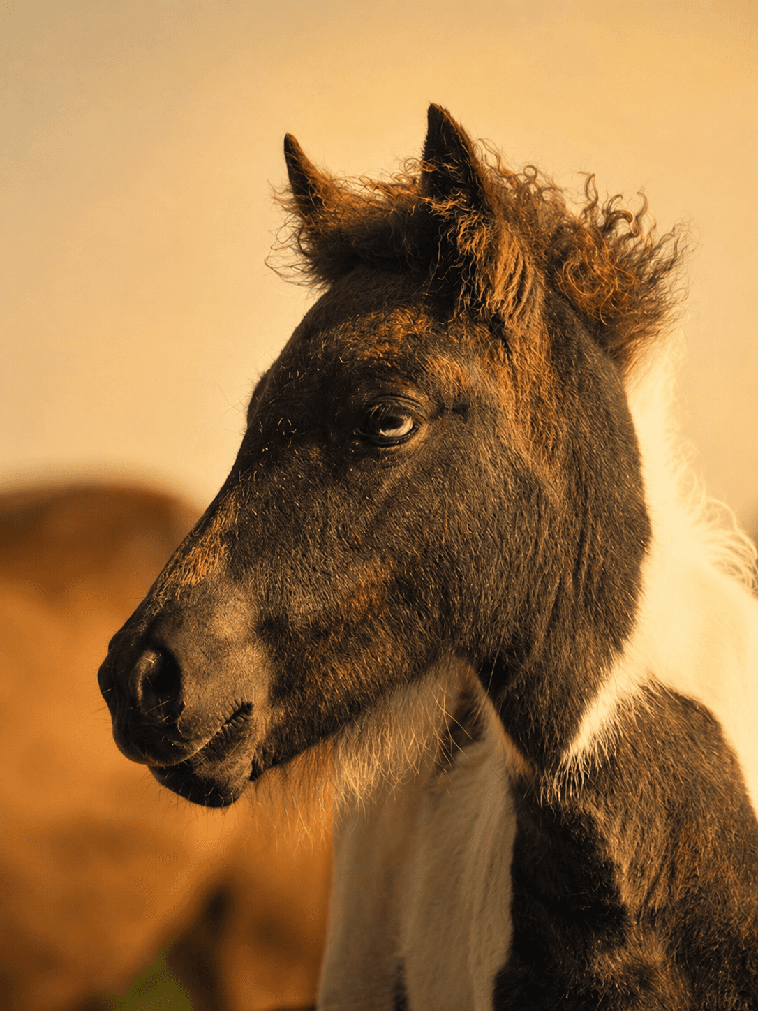Portrait of a young Icelandic horse in golden light