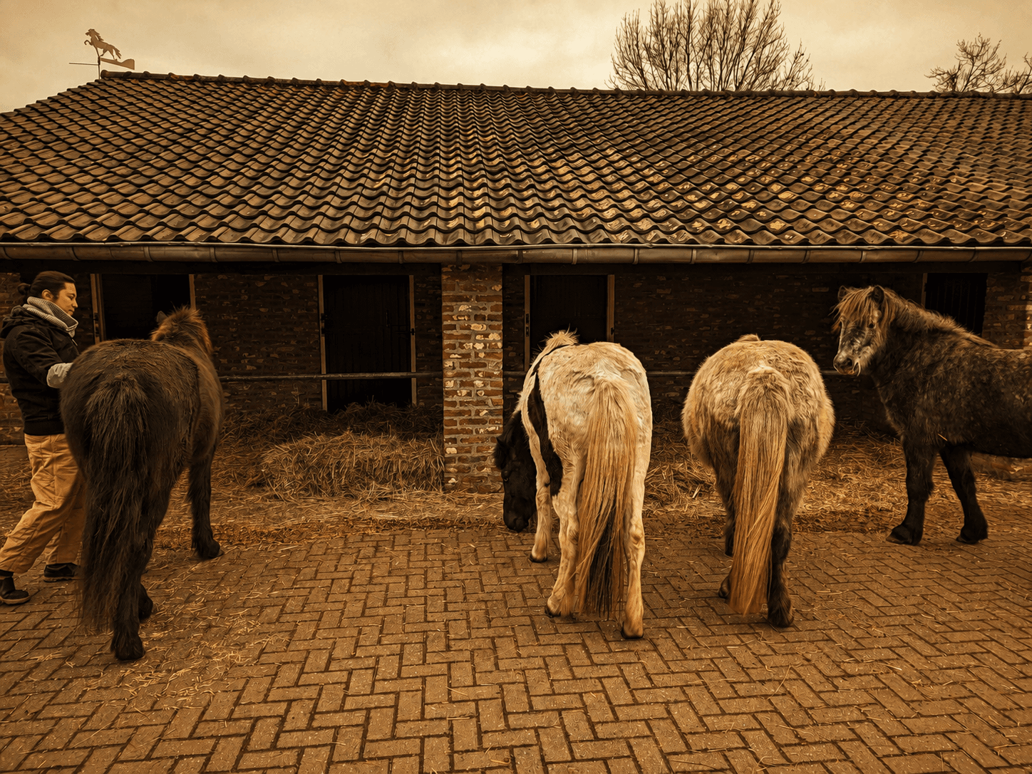 Horses gathered at the stable feeding area